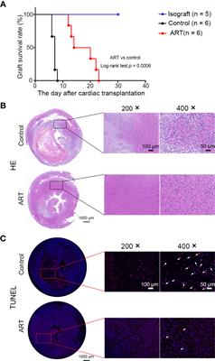 Artemisinin Attenuates Transplant Rejection by Inhibiting Multiple Lymphocytes and Prolongs Cardiac Allograft Survival